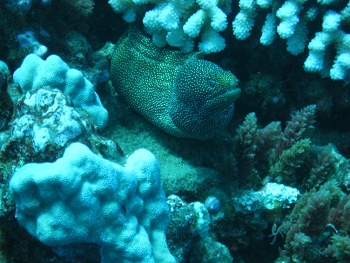 Diving around Maui